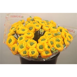 Ran... Su Omega Super X50