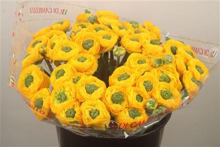 Ran... Su Omega Super X50