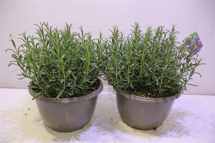 <h4>Lavan An Dwarf Blue</h4>