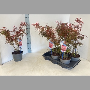 ACER PA ATROPURPUREU