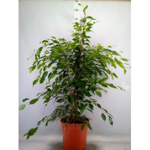 Ficus benja. 'Exotica'