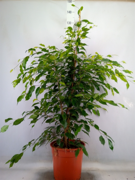 <h4>Ficus benja. 'Exotica'</h4>