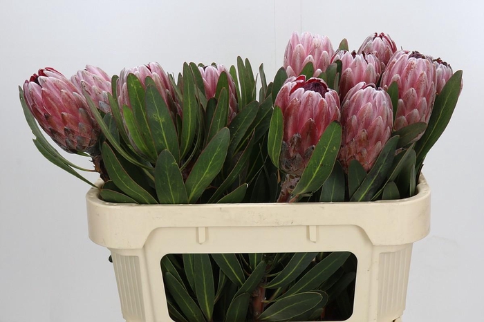 <h4>Protea Pink Ice</h4>