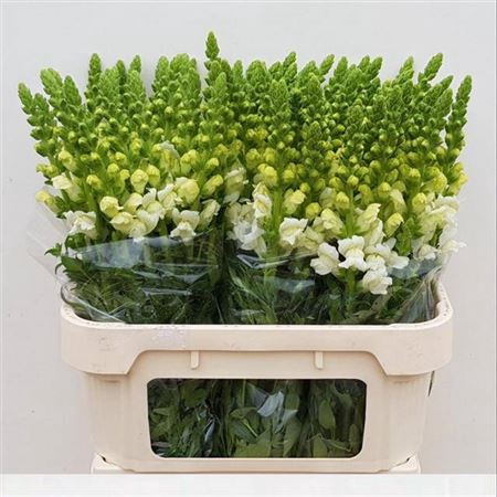 <h4>Antir Poto Ivory Wh</h4>
