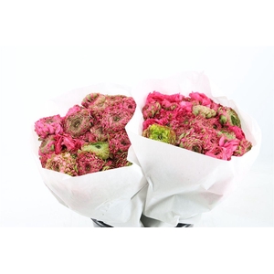 Ran Ponpon Ex Alladin