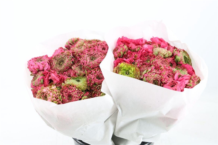 <h4>Ran Ponpon Ex Alladin</h4>