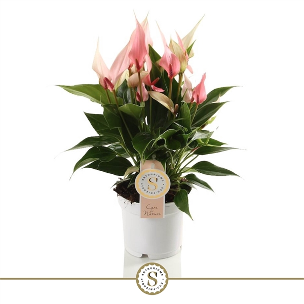 <h4>Anthurium Lilli</h4>