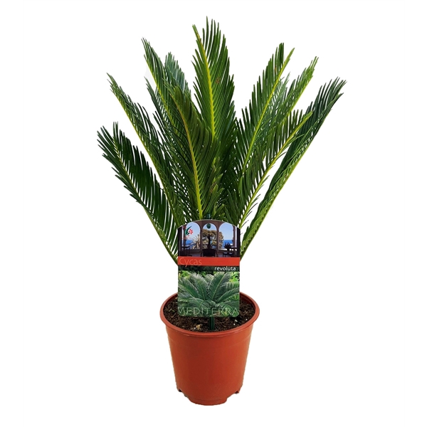 <h4>Cycas revoluta</h4>