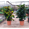 Codiaeum variegatum kleinbladig gemengd 2 soorten