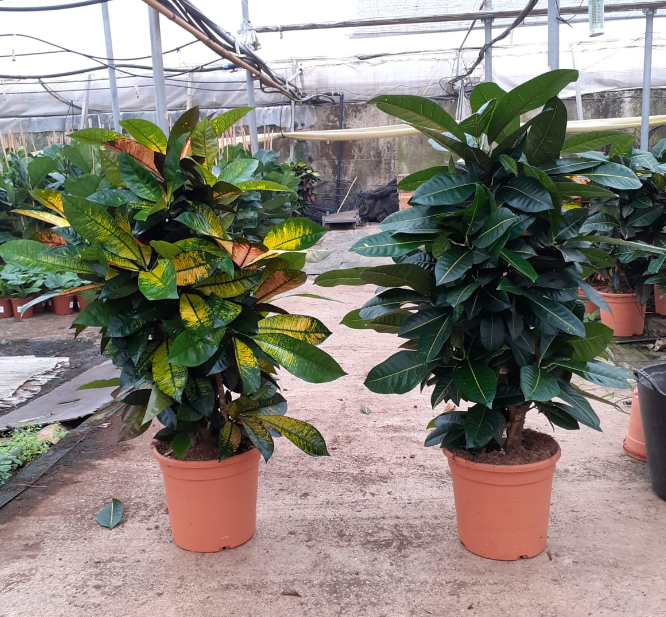 Codiaeum variegatum kleinbladig gemengd 2 soorten