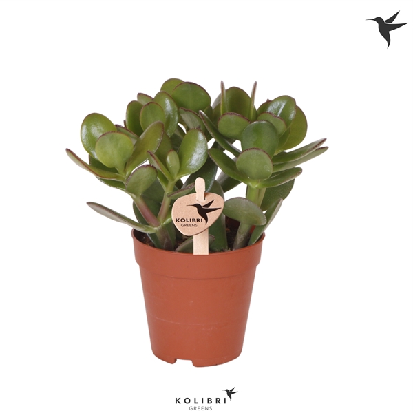 <h4>Kolibri Greens Succulenten Crassula Ovata</h4>