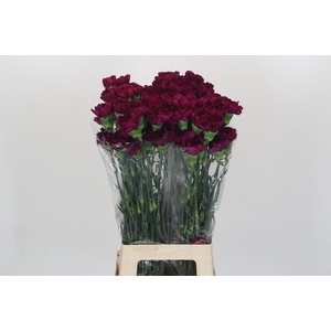 Dianthus St Yukari Violet