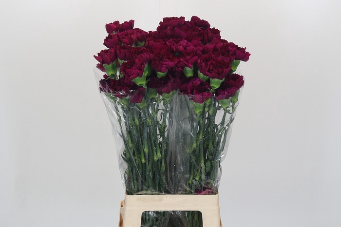 <h4>Dianthus St Yukari Violet</h4>