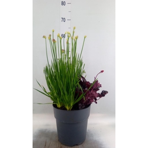 Vaste pltn   ...mix 3  [Perennials]