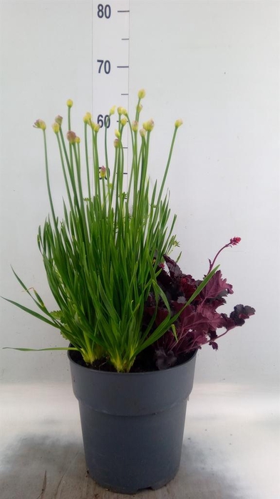 <h4>Vaste pltn   ...mix 3  [Perennials]</h4>