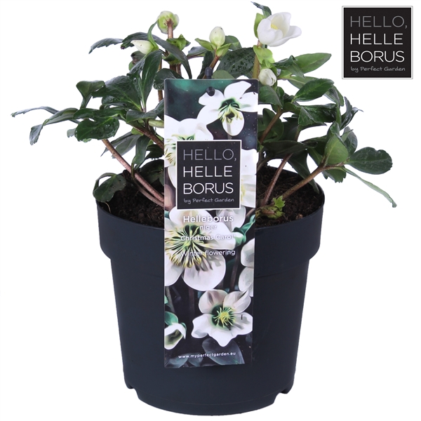 <h4>Helleborus niger 'Christmas Carol' P17 (S)</h4>