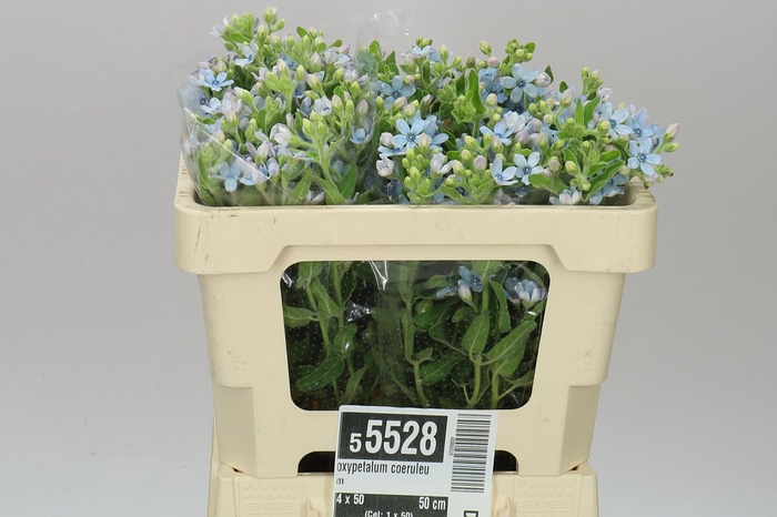 <h4>Oxypetalum Coeruleum</h4>