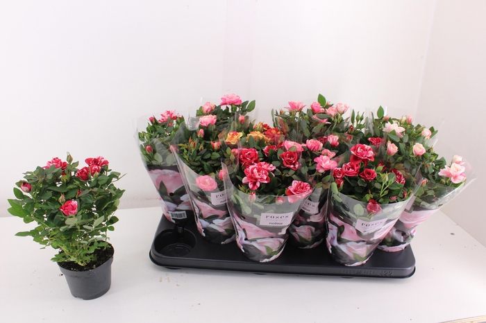 <h4>RO VICTORY GEM</h4>