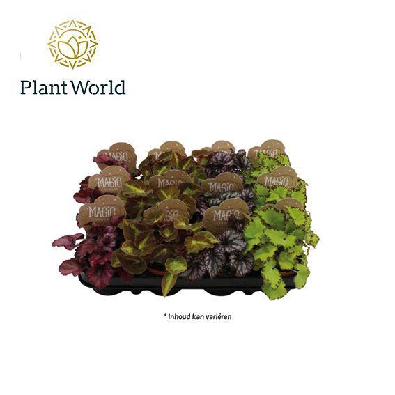 <h4>Begonia gemengd</h4>