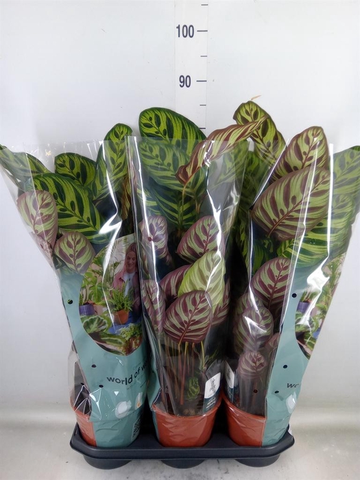 <h4>Calathea makoyana</h4>