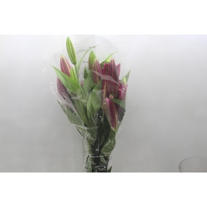 LIRIO TOUCHSTONE 080 CM HT 3/5 FLS