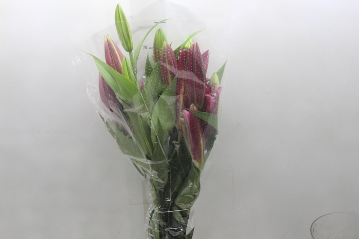 <h4>LIRIO TOUCHSTONE 080 CM HT 3/5 FLS</h4>