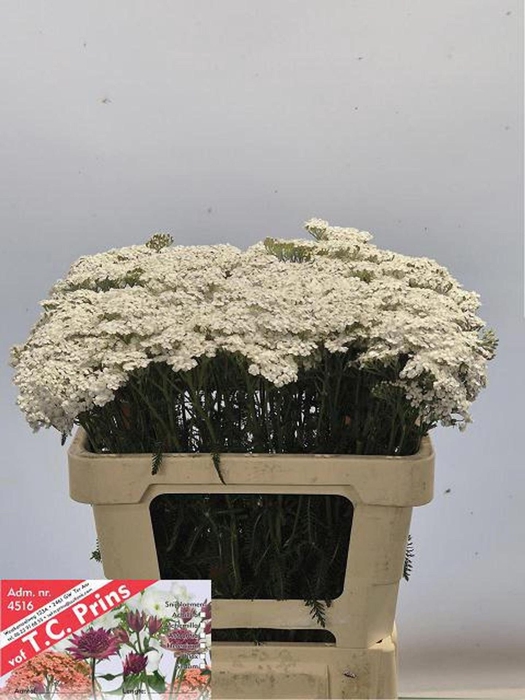 <h4>ACHIL WHITE BEAUTY ACHIL M WHITE BE</h4>