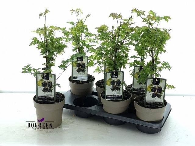 <h4>RUBUS THORNLESS EVER</h4>