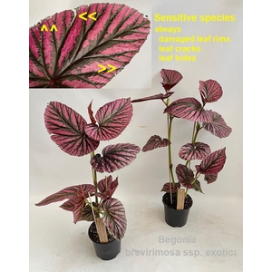 Begonia brevirimosa ssp. exotica 14cm