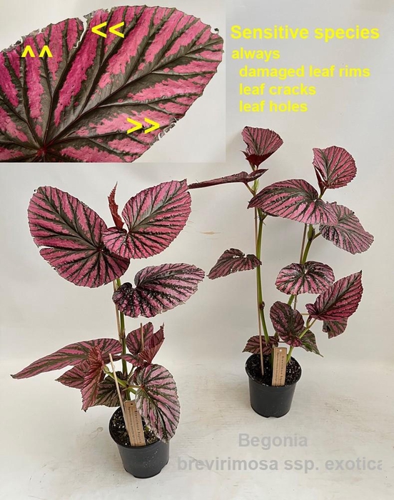 <h4>Begonia brevirimosa ssp. exotica 14cm</h4>