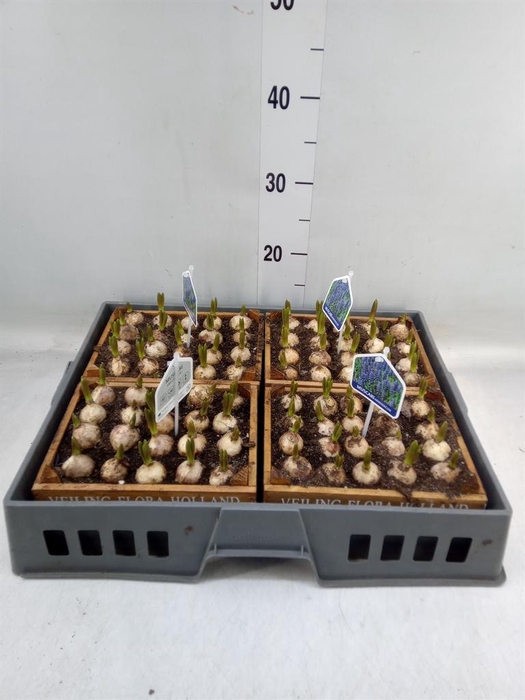 <h4>Arr.  Muscari L%</h4>