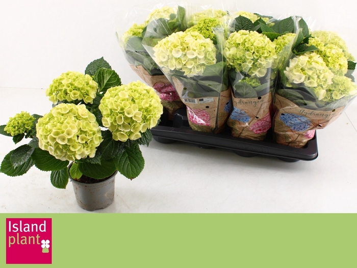 <h4>HYDR M WUDU</h4>