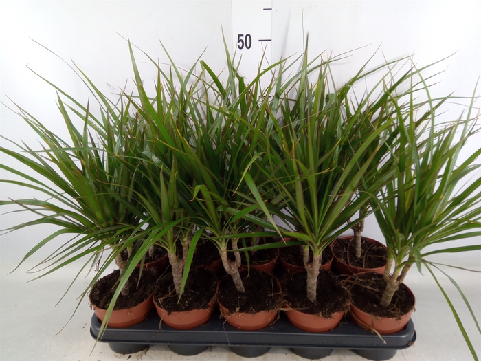 <h4>Dracaena marg.</h4>