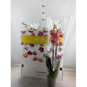 Phalaenopsis   ...mix 10
