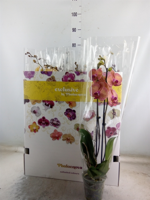 <h4>Phalaenopsis   ...mix 10</h4>