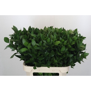 RUSCUS HYPOPHYLLUM