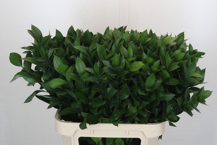 <h4>RUSCUS HYPOPHYLLUM</h4>