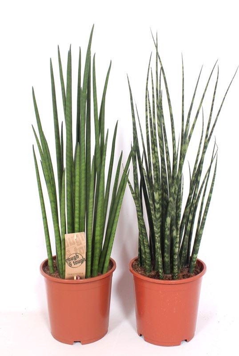 <h4>Sansevieria Cylindrica</h4>