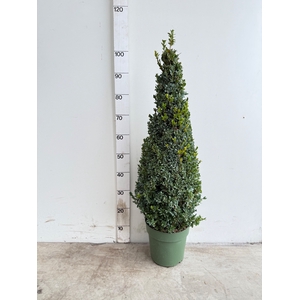 BUXU SEMPERVIRENS