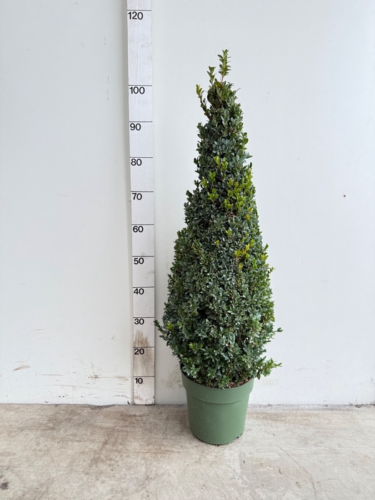<h4>BUXU SEMPERVIRENS</h4>