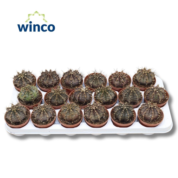 Gymnocalycium Friedrichii