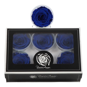 Rosa Preserved Ll Blu 03