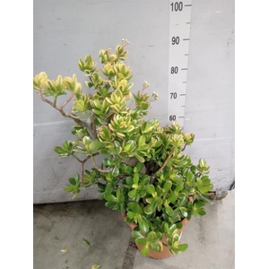 Crassula ovata 'Sunset'