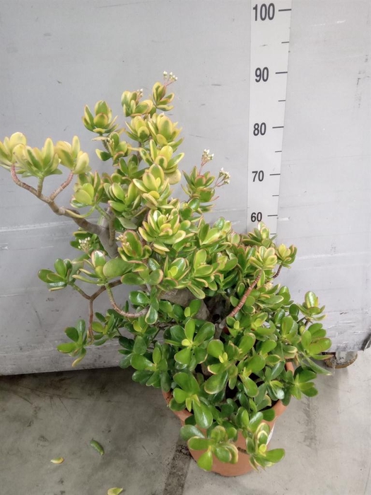 <h4>Crassula ovata 'Sunset'</h4>