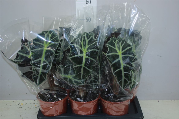 <h4>Alocasia Polly</h4>