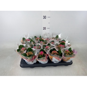 Kalanchoe blos. 'RosDon Victorio'