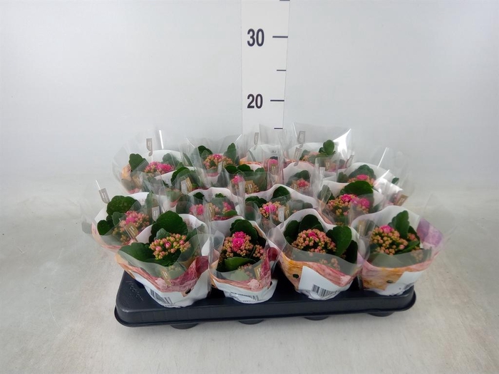 <h4>Kalanchoe blos. 'RosDon Victorio'</h4>