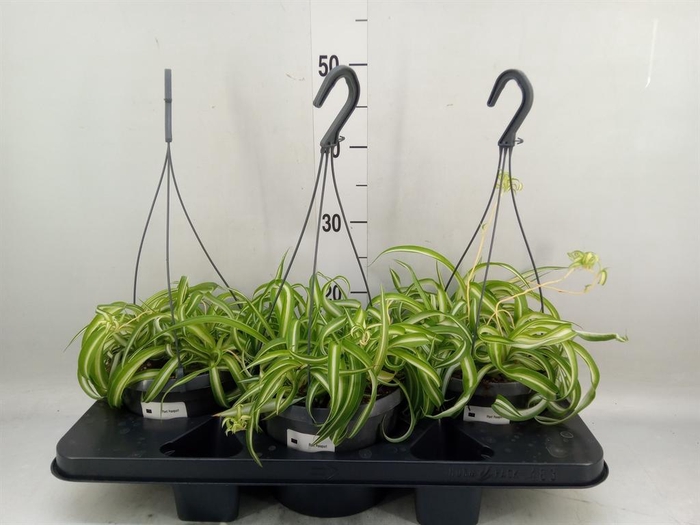 <h4>Chlorophytum com. 'Bonnie'</h4>