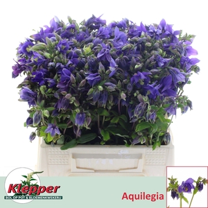 Aquil Blue Lady