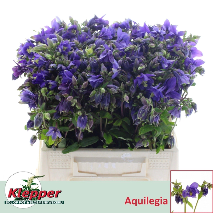<h4>AQUIL BLUE LADY</h4>